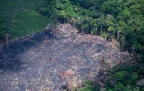Desmatamento de junho de 2021 confirma pior semestre na Amazônia desde 2016