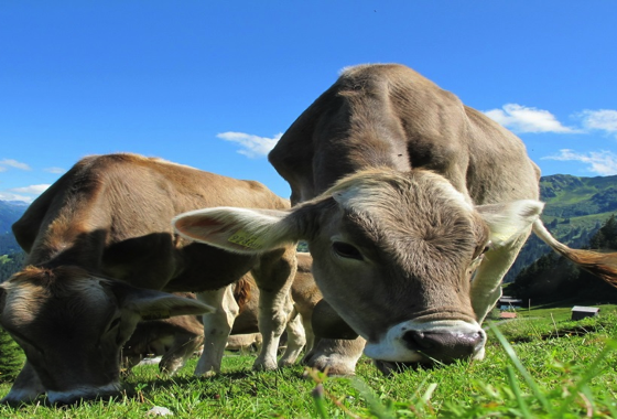 Empresa mineira lança leite vegetal equivalente ao leite de vaca em nutrição, além de ser mais sustentável