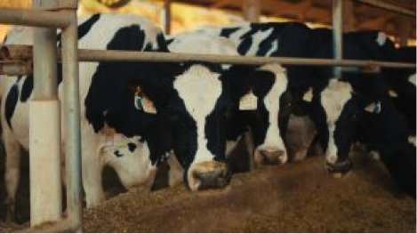 Monitoramento de vacas de leite foi "divisor de águas" para a mineira Agropecuária REX
