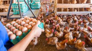 ONGs pedem que os refeitórios públicos usem ovos de galinhas livres de gaiolas