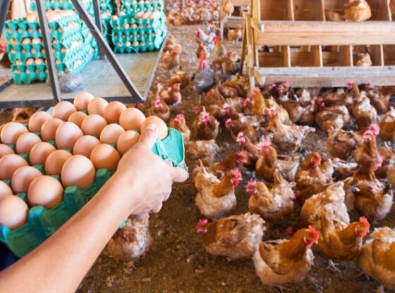 ONGs pedem que os refeitórios públicos usem ovos de galinhas livres de gaiolas