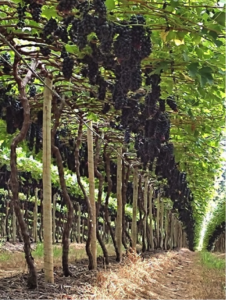 Produção de uva de mesa no Cerrado: produto cada vez mais fresco e de qualidade na mesa do consumidor