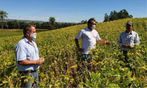 Projeto estimula a produção de soja no Centro-Oeste de Minas