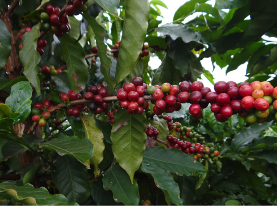 Conab estima redução de 38,1% na safra de café em Minas Gerais