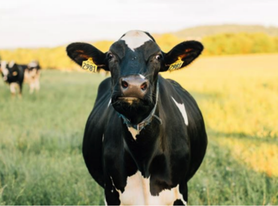 Embrapa: produtividade da pecuária leiteira cresceu 64% em uma década