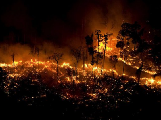 O cerrado foi o bioma mais devastado por queimadas de 2000 a 2019, aponta pesquisa