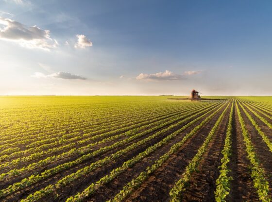 Produção de grãos pode chegar a 291,1 milhões de toneladas na safra 2021/22