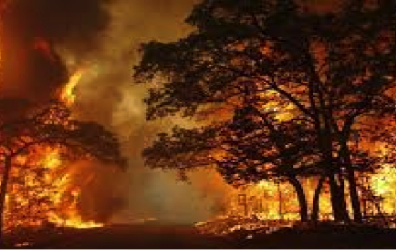 EUA e Brasil assinam memorando para combater incêndios florestais no Brasil
