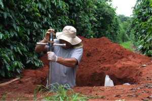Cafeicultura brasileira: boas práticas agrícolas tornam a atividade 'carbono negativo'