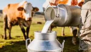 Custo de produção de leite aumenta 62% em dois anos e especialistas explicam as razões