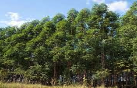 Solo e vegetação nativa do Alto Jequitinhonha estão ameaçados pela monocultura de eucalipto, é o que revela estudo