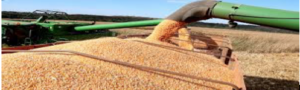 Conab estima safra de grãos em 309,9 milhões de toneladas influenciada pelo aumento de 20,6% na produção de soja