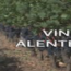 Vinho, Gente, Coisas e Adjacências - O Retorno Aos Vinhos de Portugal e Outros
