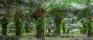 Grupo BBF iniciará cultivo de cacau e açaí em conjunto com palma de óleo na região amazônica