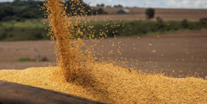 Brasil deve produzir maior safra histórica de grãos, com 317,6 milhões de toneladas