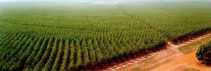 Tendências sustentáveis do mercado apontam para plantação de floresta comercial como negócio do futuro